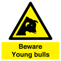 beware-young-bulls~